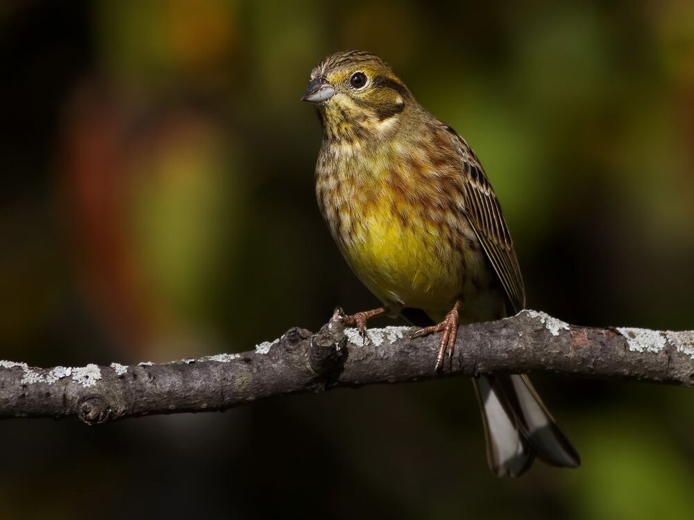 Yellowhammer.