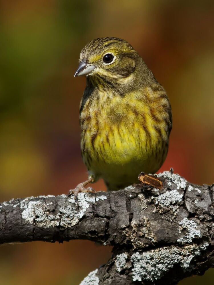 Yellowhammer.