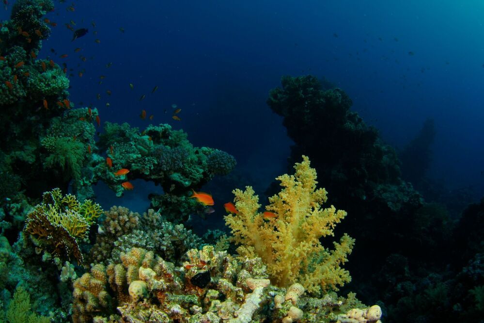 Красное море