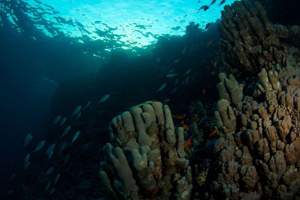 Красное море