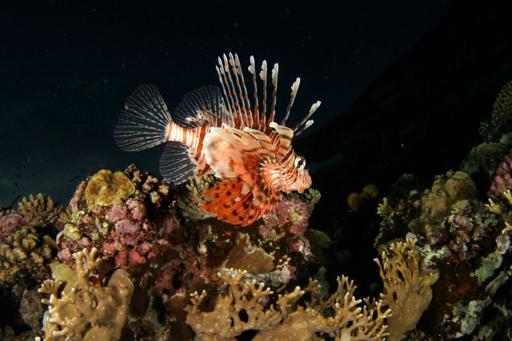 Красное море