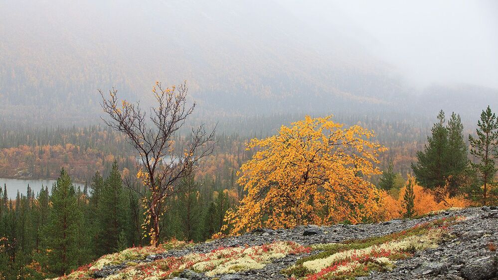 Photo 597382