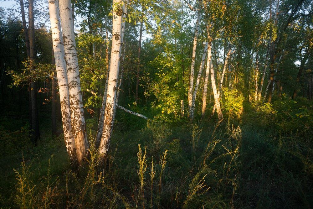 Волжанка