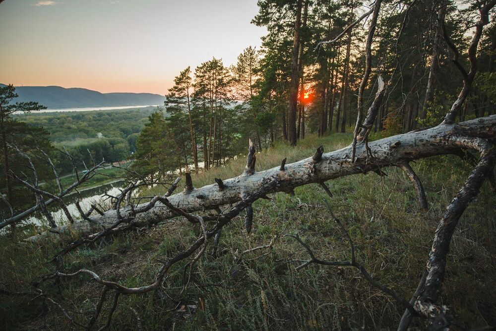 Волжанка