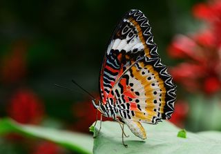 Leopard Lacewing (Cethosia cyane