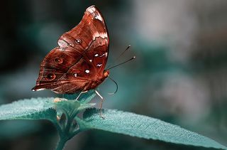 Doleschallia bisaltide