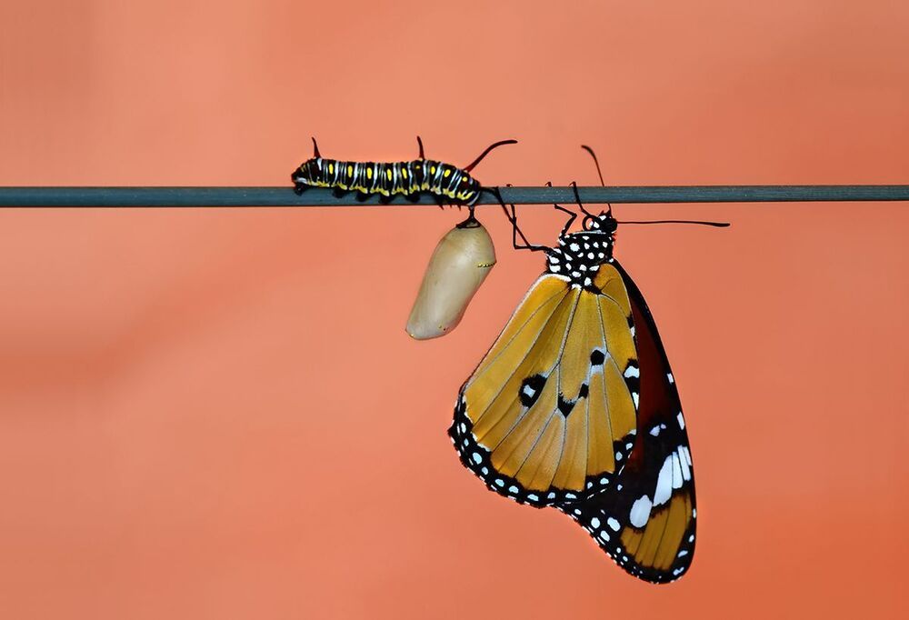 Metamorphosis.