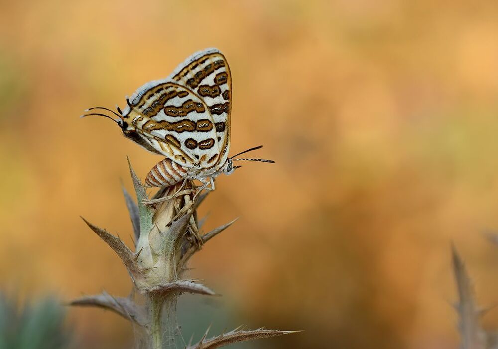 Cigaritis Acamas