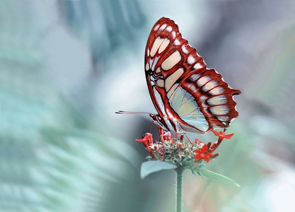Malachite (Siproeta stelenes)