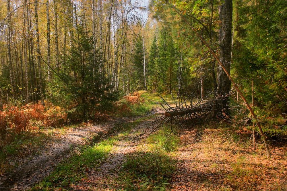 Осеннее настроение