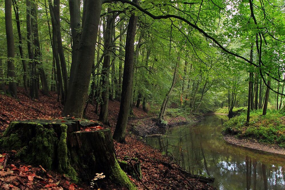 Myśla