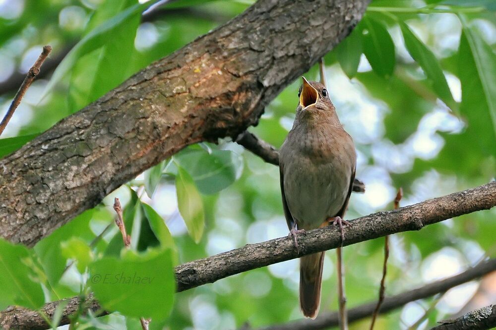 Thrush Nightingale,Обыкновенный соловей - 	Luscinia luscinia