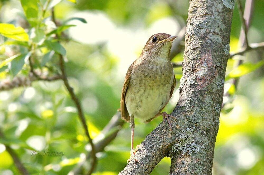Thrush Nightingale,Обыкновенный соловей - 	Luscinia luscinia