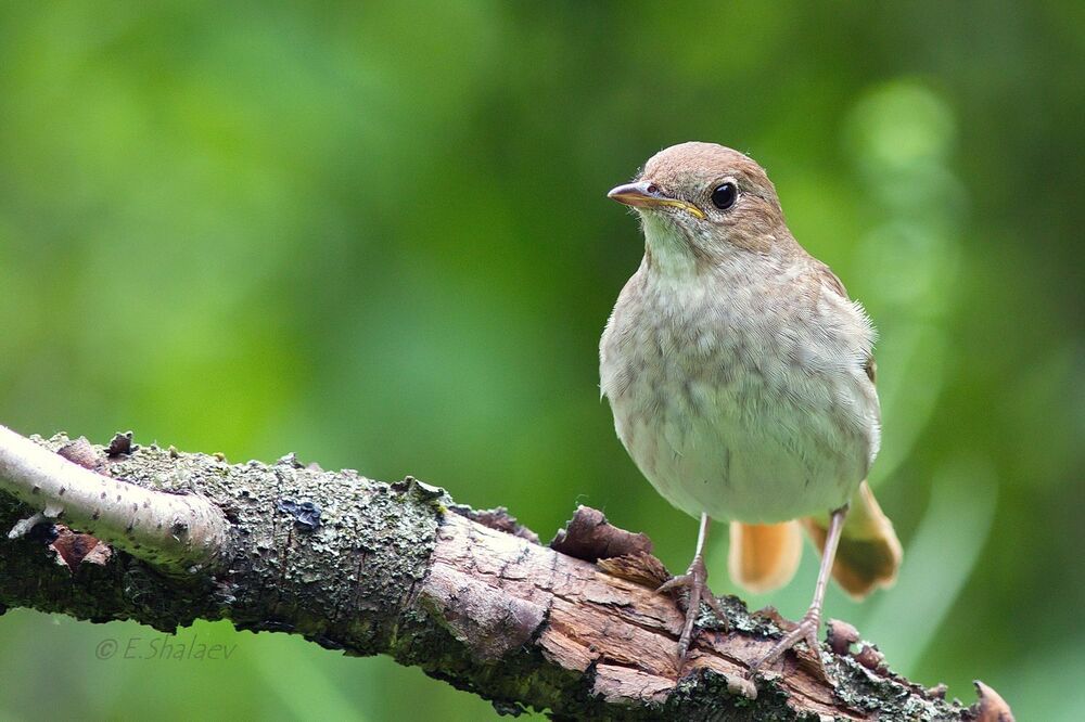 Thrush Nightingale,Обыкновенный соловей - 	Luscinia luscinia