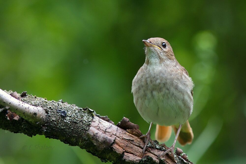 Thrush Nightingale,Обыкновенный соловей - 	Luscinia luscinia