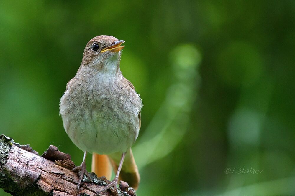 Thrush Nightingale,Обыкновенный соловей - 	Luscinia luscinia