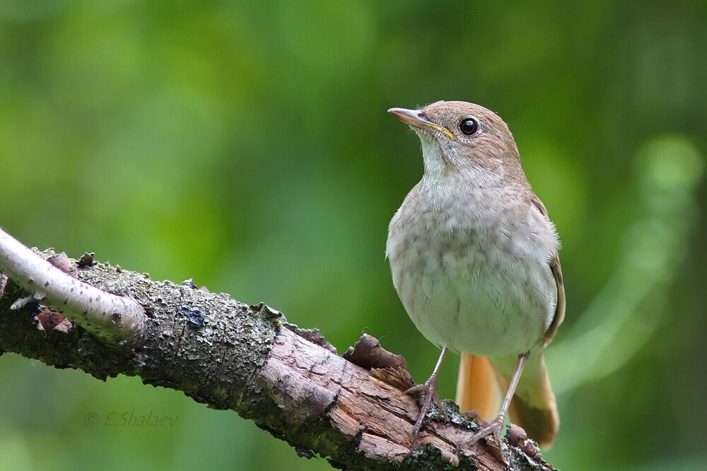 Thrush Nightingale,Обыкновенный соловей - 	Luscinia luscinia