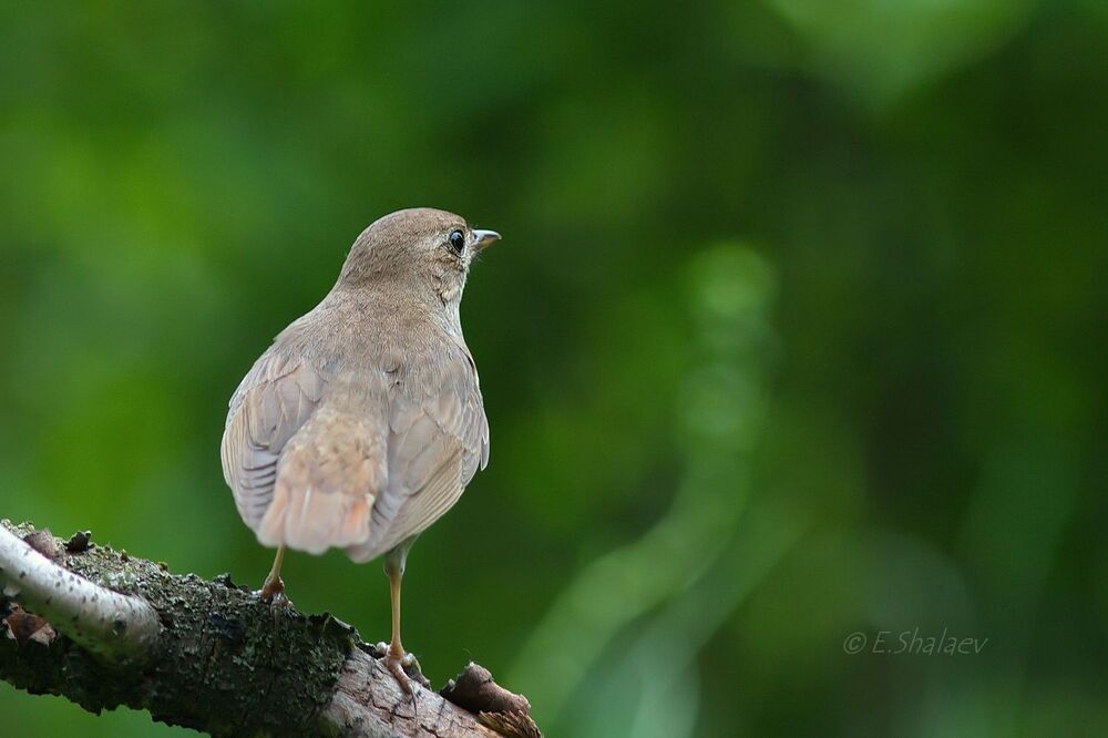 Thrush Nightingale,Обыкновенный соловей - 	Luscinia luscinia