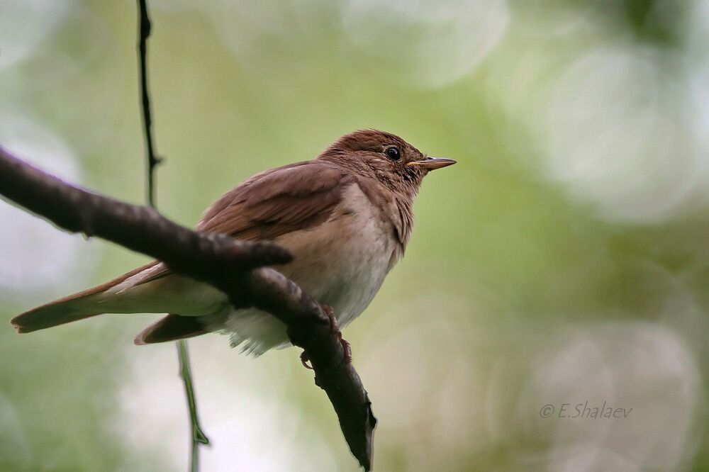 Thrush Nightingale,Обыкновенный соловей - 	Luscinia luscinia