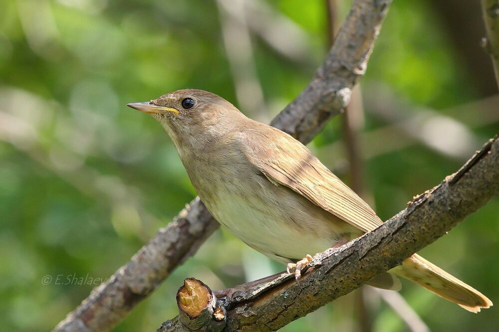 Thrush Nightingale,Обыкновенный соловей - 	Luscinia luscinia