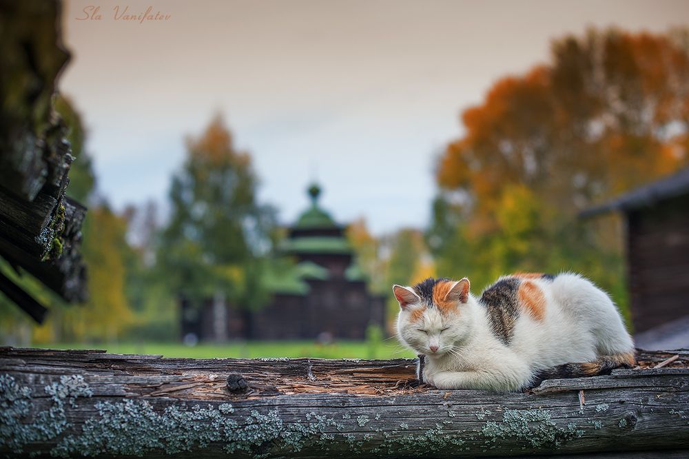 из серии Костромские котэ......