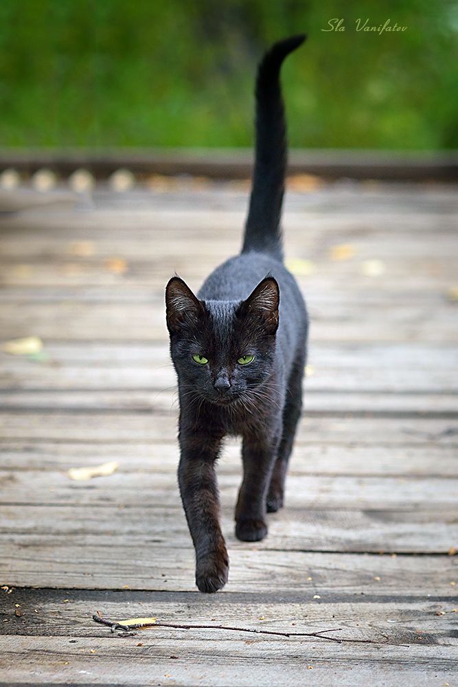 из серии Костромские котэ......
