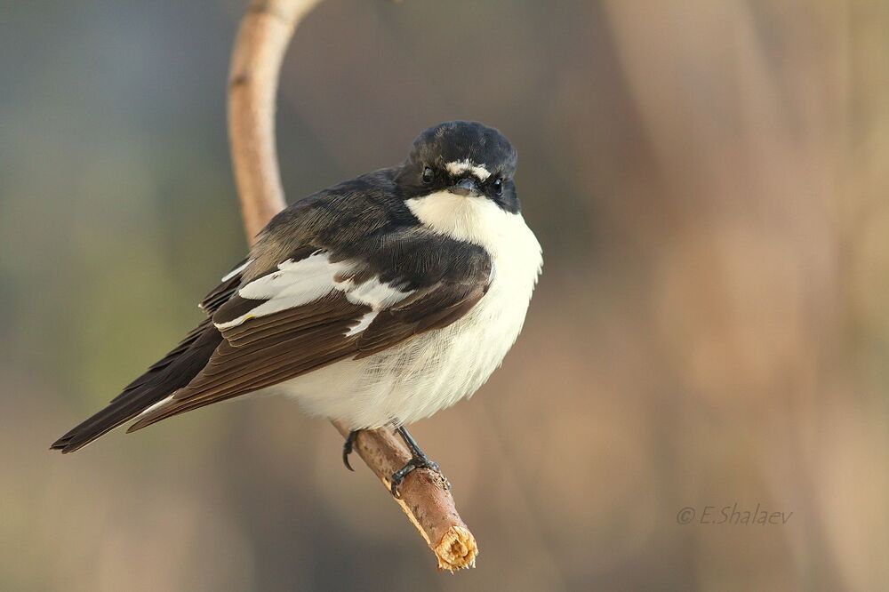 European Pied Flycatcher ,Мухоловка-пеструшка - Ficedula hypoleuca