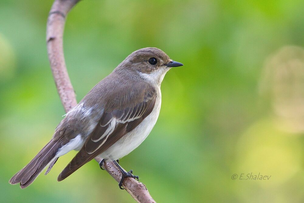 European Pied Flycatcher ,Мухоловка-пеструшка - Ficedula hypoleuca