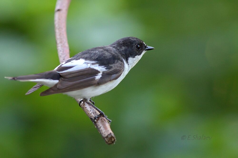 European Pied Flycatcher ,Мухоловка-пеструшка - Ficedula hypoleuca