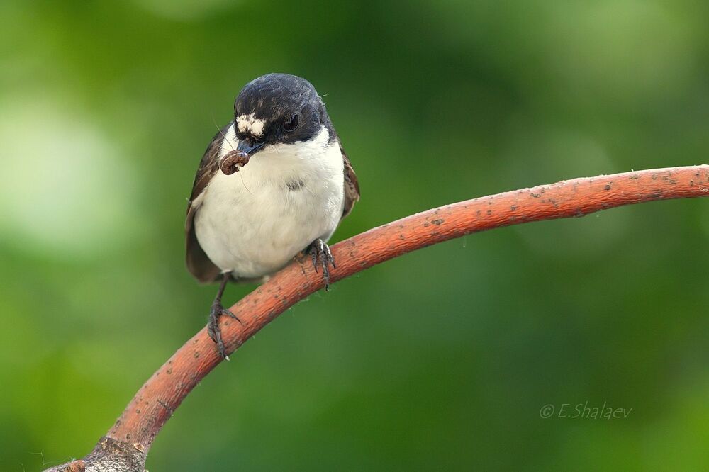 European Pied Flycatcher ,Мухоловка-пеструшка - Ficedula hypoleuca