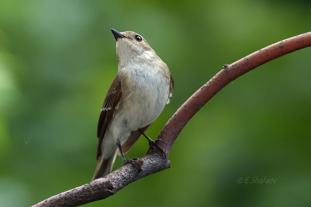 European Pied Flycatcher ,Мухоловка-пеструшка - Ficedula hypoleuca