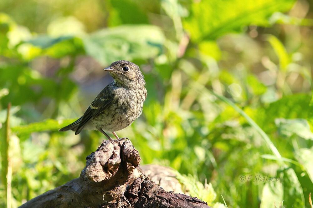 European Pied Flycatcher ,Мухоловка-пеструшка - Ficedula hypoleuca