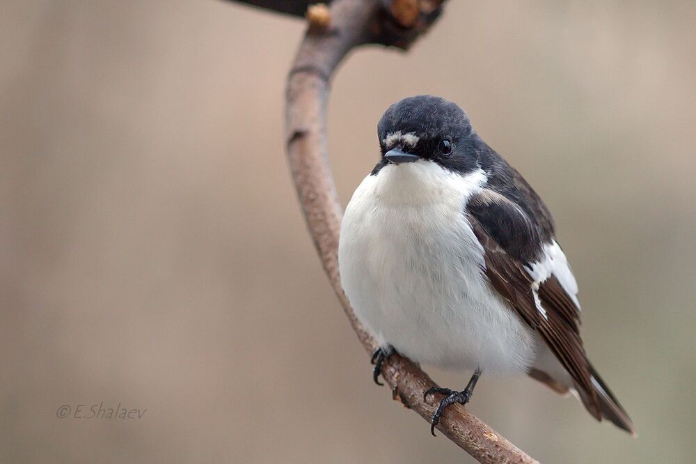 European Pied Flycatcher ,Мухоловка-пеструшка - Ficedula hypoleuca