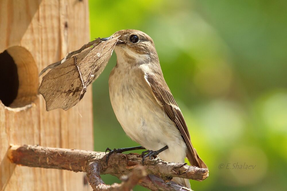 European Pied Flycatcher ,Мухоловка-пеструшка - Ficedula hypoleuca