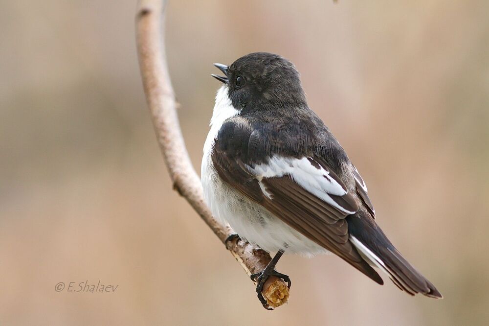 European Pied Flycatcher ,Мухоловка-пеструшка - Ficedula hypoleuca