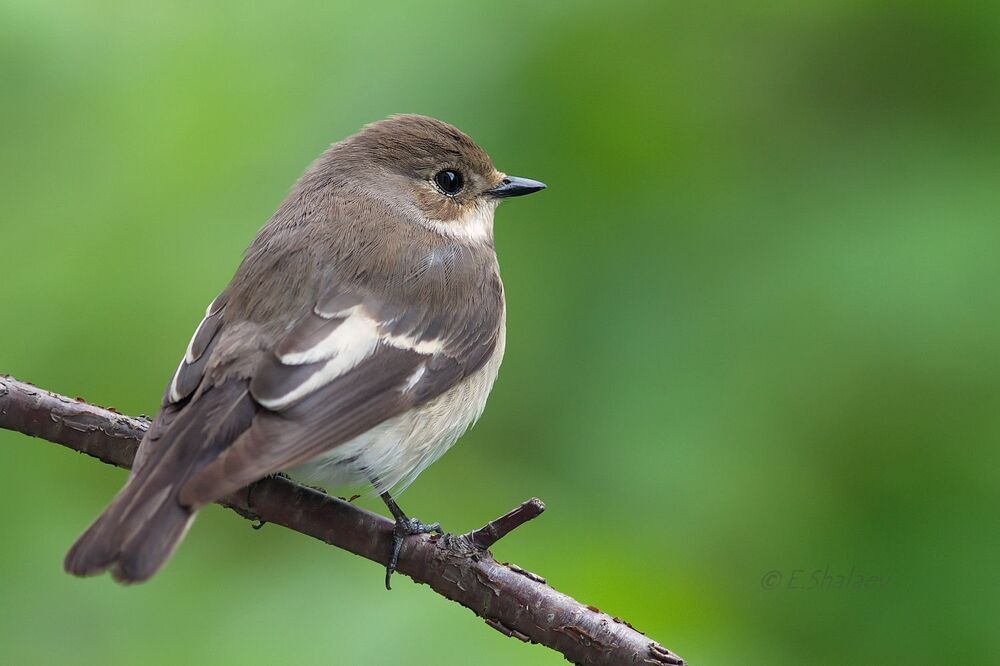 European Pied Flycatcher ,Мухоловка-пеструшка - Ficedula hypoleuca
