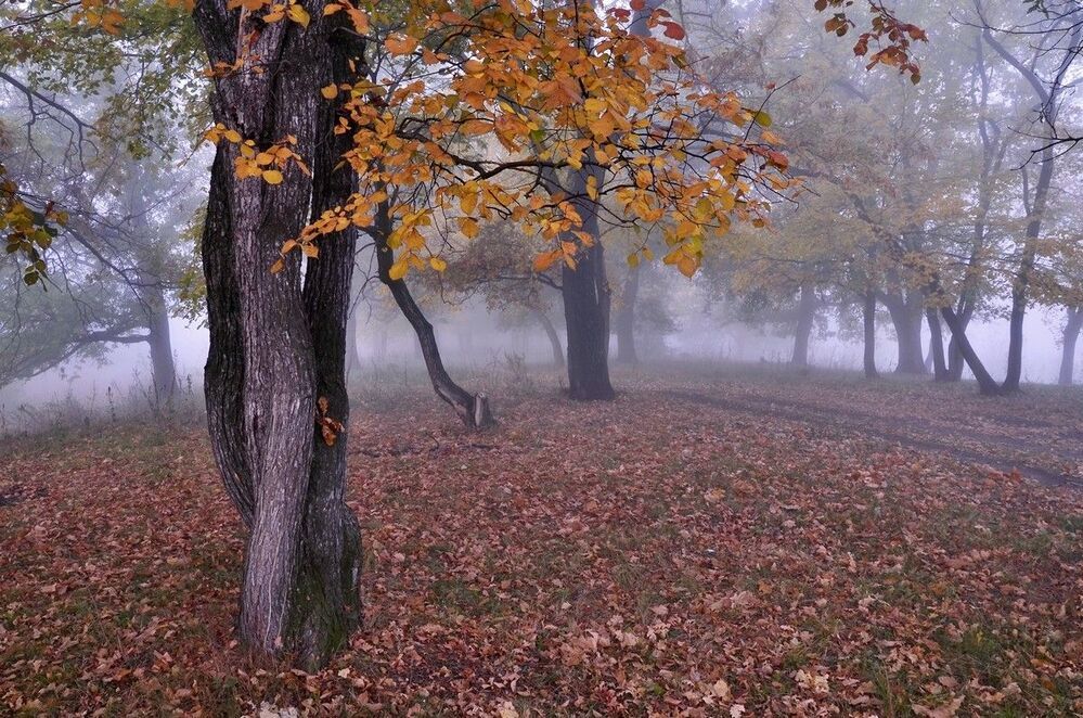 осенние зарисовки