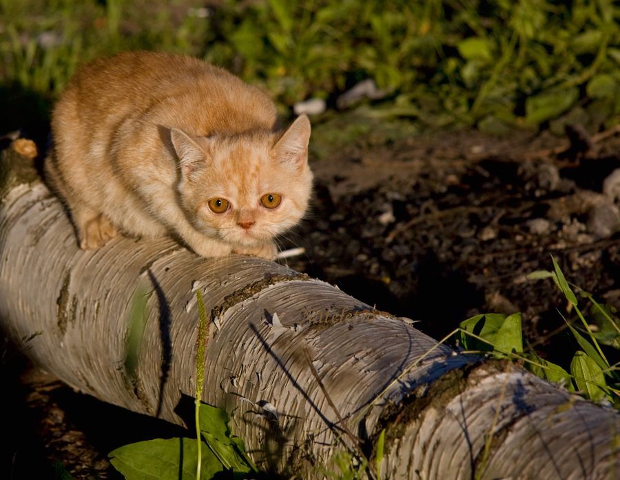Прогулки маленьких котят