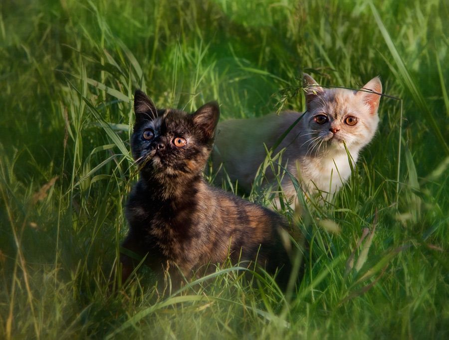Прогулки маленьких котят