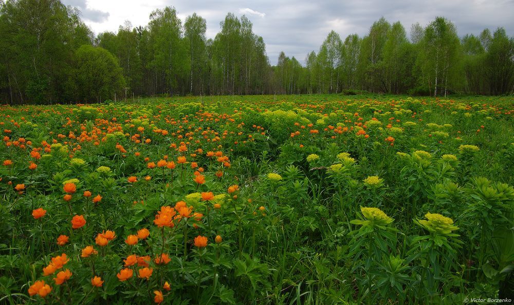 Западная Сибирь. Конец мая.