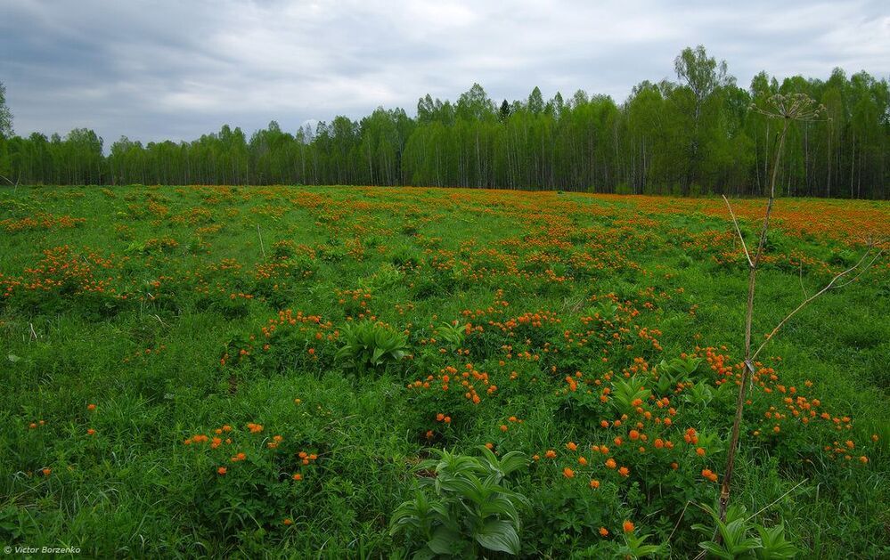 Западная Сибирь. Конец мая.