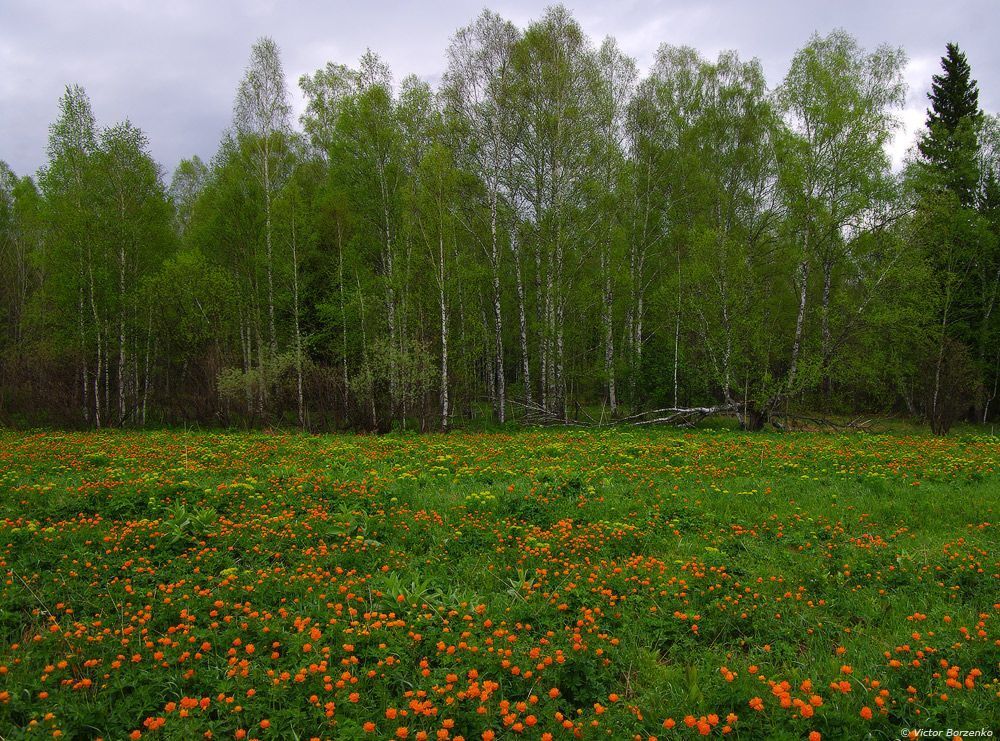 Западная Сибирь. Конец мая.
