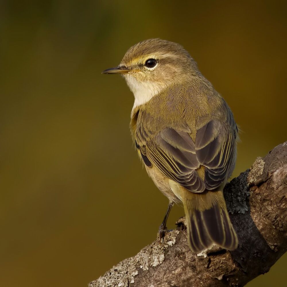 Chiffchaff.