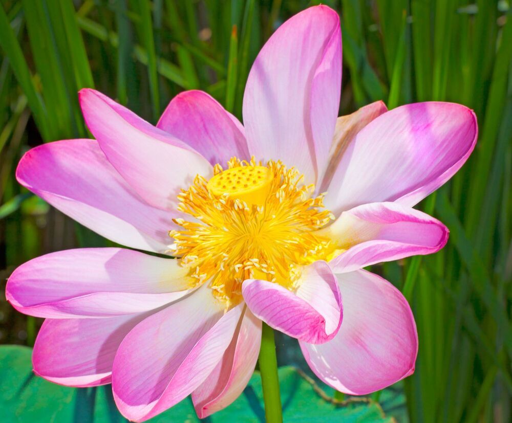Lotus Flower