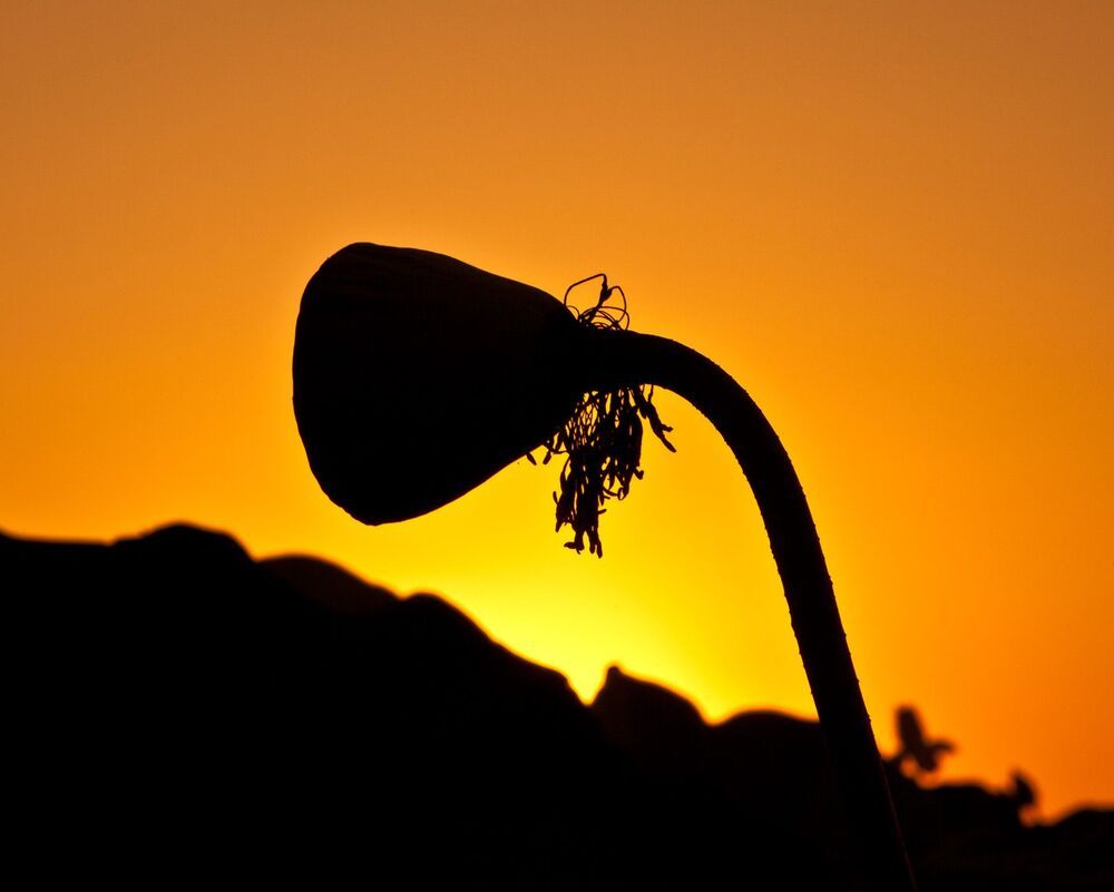Lotus box
Sunset