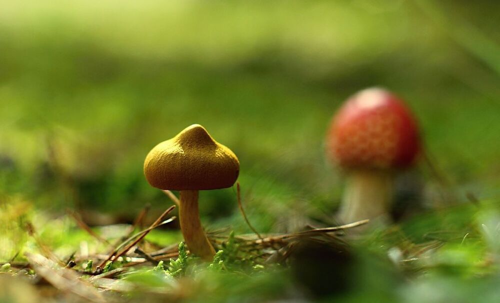 mushrooms