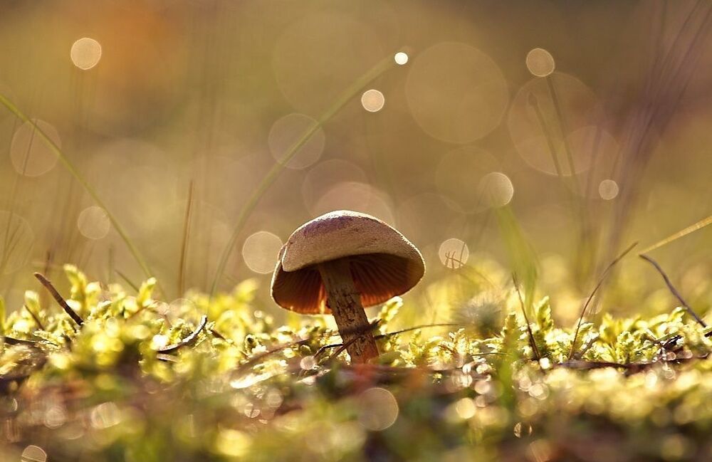 mushrooms
