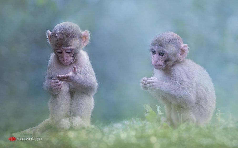 Monkey