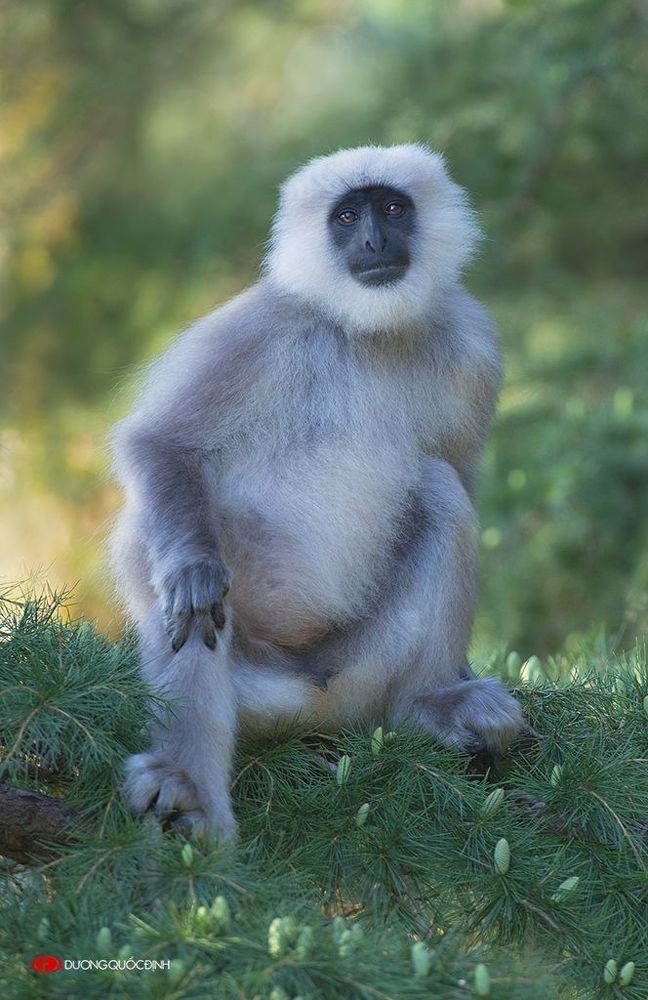 Monkey