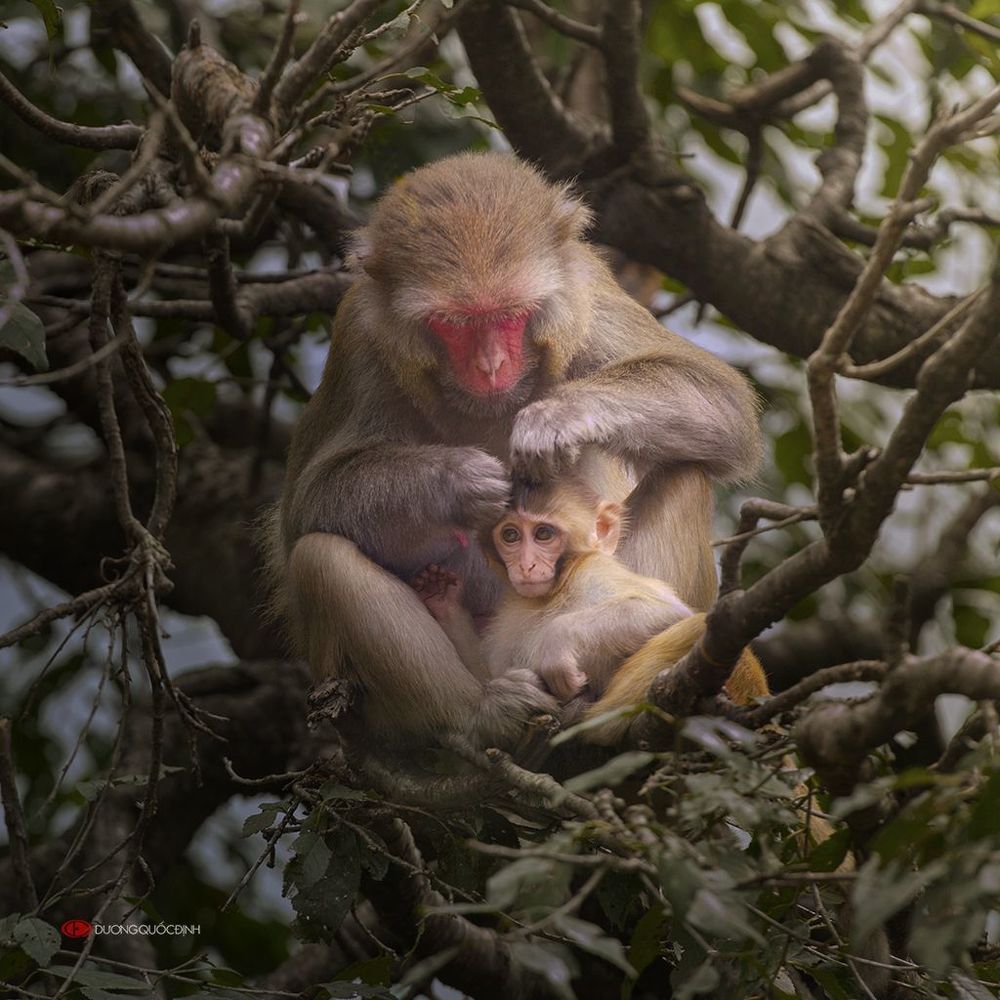 Monkey